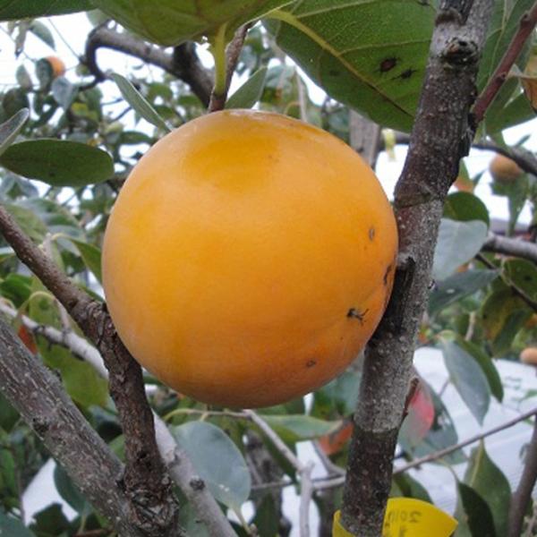 ` c ySÊ` ÏH i񂵂イj mo^inz 1N ڂ |bgc