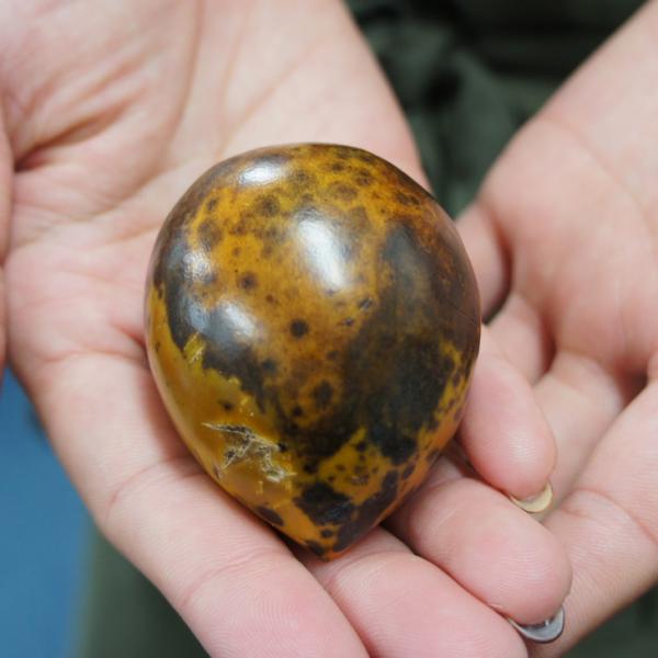 柿 苗木 【完全甘柿 黒柿 （くろかき）】 2年生 接ぎ木 大苗 かき 苗 果樹 果樹苗黒実柿は皮が黒い色になる柿です。実は大きさが100g前後と小粒で、果頂部が尖ったトマトのような形をしています。果肉は一般的な柿と同じように濃いオレンジ色...