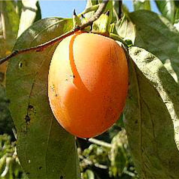 ` c ya` Iz 1N ڂ |bgc