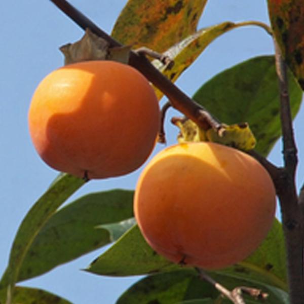 ` c ySÊ` O쑁Yz 1N ڂ |bgc