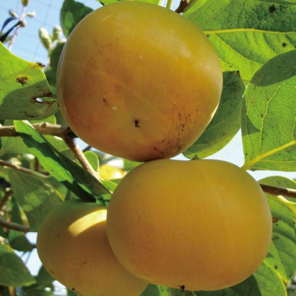 ` c ySÊ` H iイjz 1N ڂ |bgc