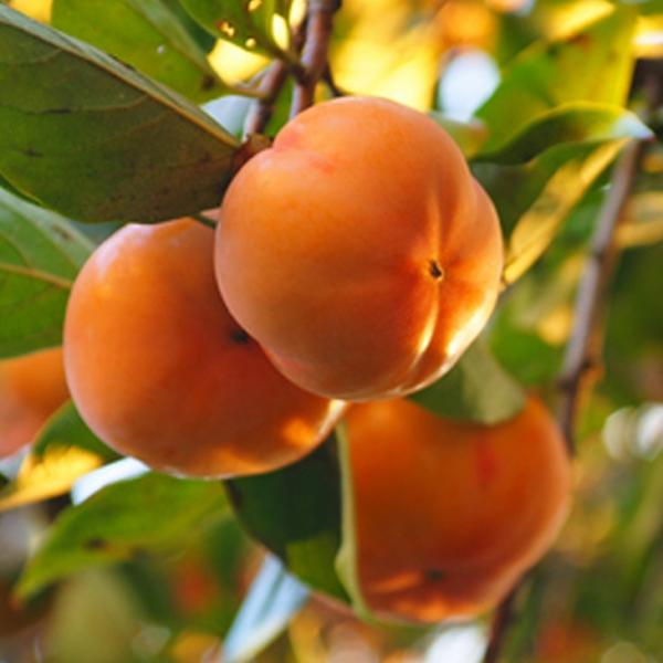 ` c ya` ViĂj mo^inz 1N ڂ |bgc