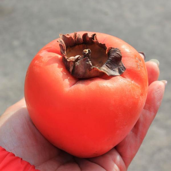 hanahiroba_tn01-201t001-01