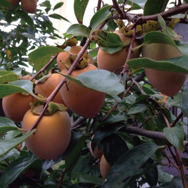 󕲎 ` c ysSÊ` ӂz 1N ڂ |bgc