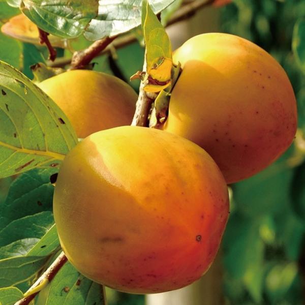 󕲎 ` c ysSÊ` T i񂶂܂jz 1N ڂ |bgc