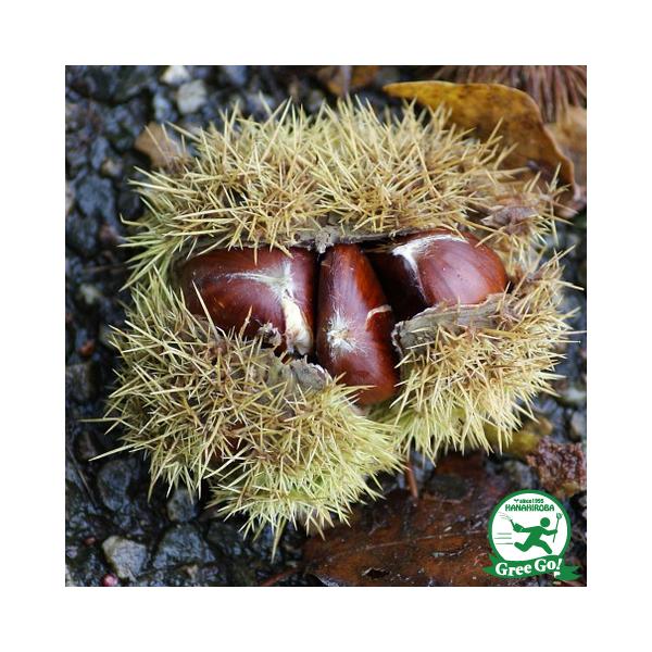 D2Nc I c y Og i΁jz 2Nc ڂ