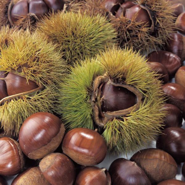 D2Nc I c y藢 i݂j mo^inz 2Nc ڂ