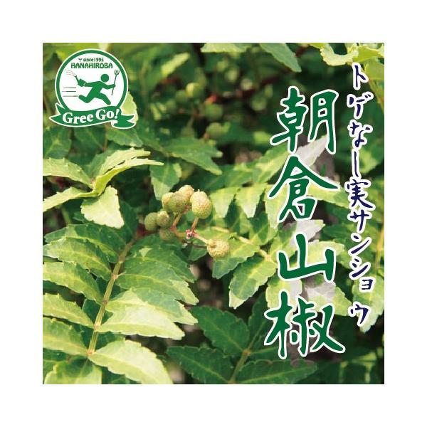 ʌ c R c yX[p[XgO gQȂTVE qR i炳񂵂傤jz 3N ڂ 1.3m c