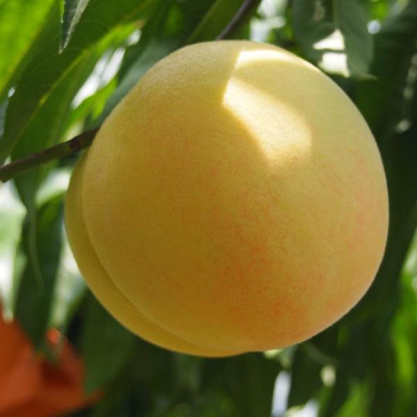 清水白桃の苗木（3年生）３本 桃 苗木 清水白桃 3年生接木1m大苗 産地で剪定済 1.0m苗 : 苗木部 花