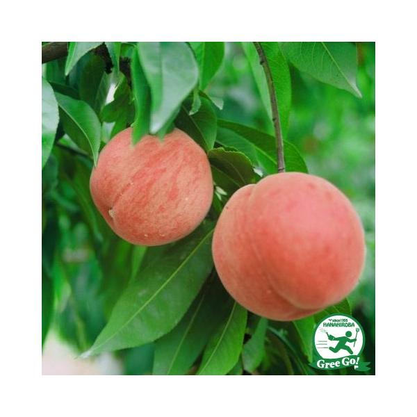  c yv iځjz 1N ڂ |bgc