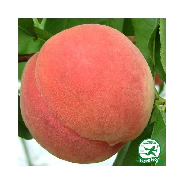  c yʔP i܂͂قjz 1N ڂ |bgc