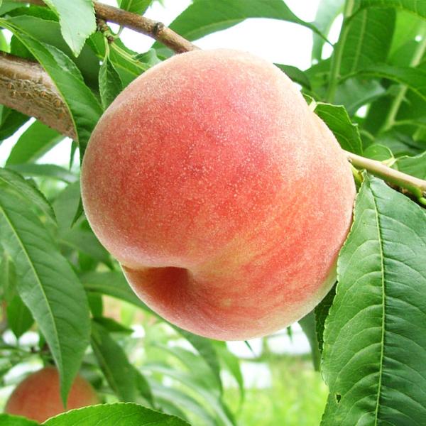 D2Nc  c y씒P iЂ͂قjz 2Nc ڂ