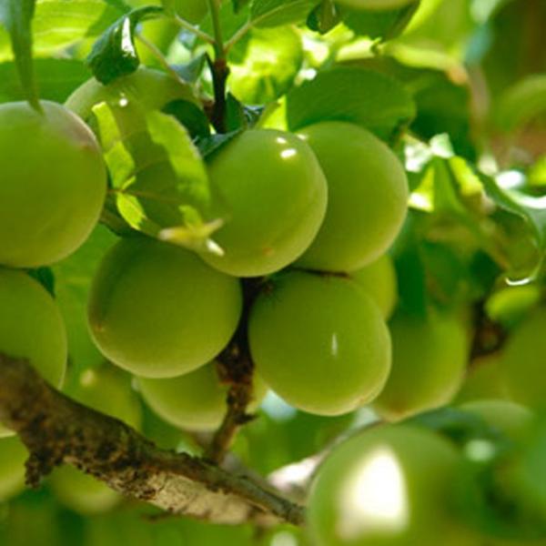 ~ c y썂 iԂȂ񂱂jz 1N ڂ |bgc