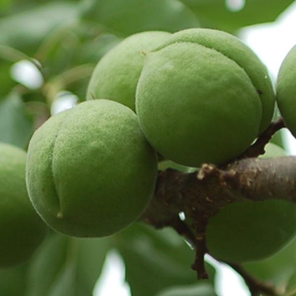 ~ c yW{cz 1N ڂ |bgc