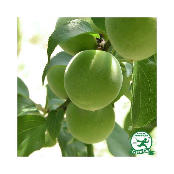 ~ c yijz 1N ڂ |bgc