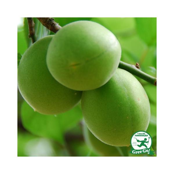 D2Nc ~ c yL iԂ񂲁jz 2Nc ڂ