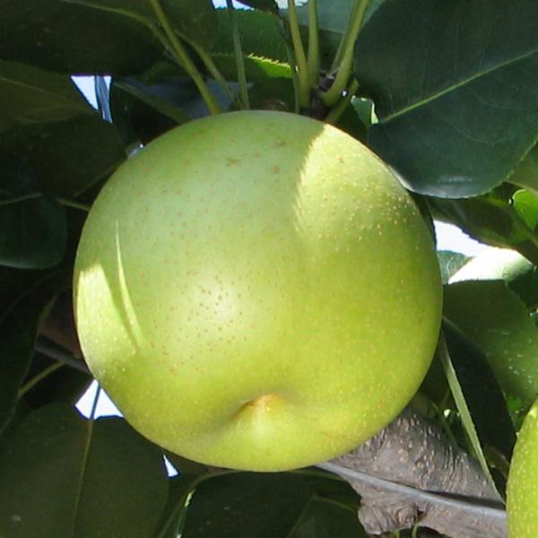 梨 苗木 【二十世紀梨】 3年生 接ぎ木 約1.3m 大苗 : 苗木の専門店