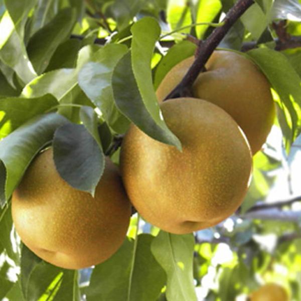  c yL iقjz 3N ڂ 1.3m c