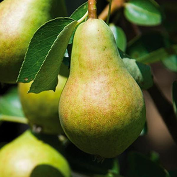  c ym p[gbgz 1N ڂ |bgc