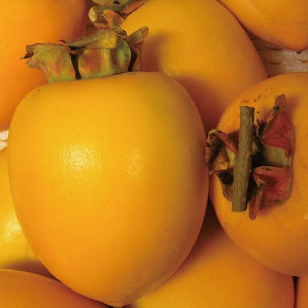 ` c ya` xm` iӂjz 3N ڂ 1.3m c