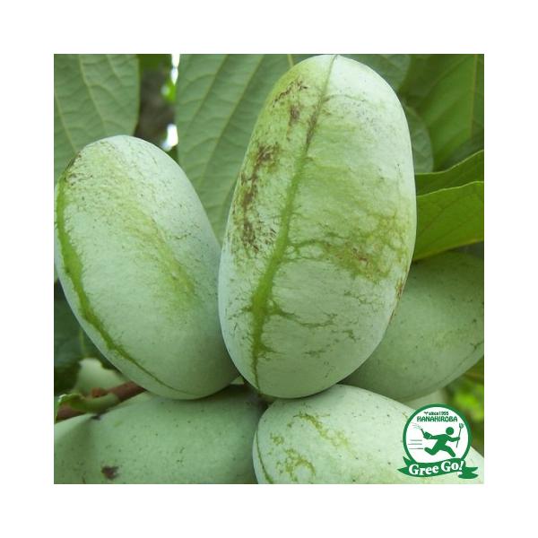  ||[c yTt[z ڂؕc ij[ܕtj kCE͑KpOłB