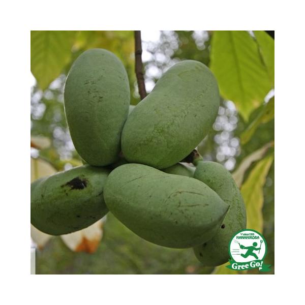 ||[c yVFig[z 4N ڂ 1.1m c