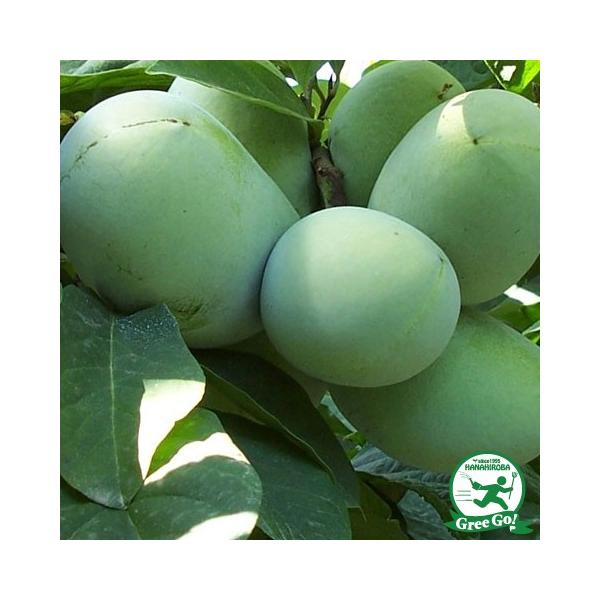 ||[c y|g}bNz 4N ڂ 1.1m c