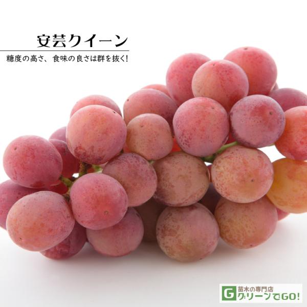 Ԃǂ c y|NC[z 1N ECXt[ ڂ |bgc