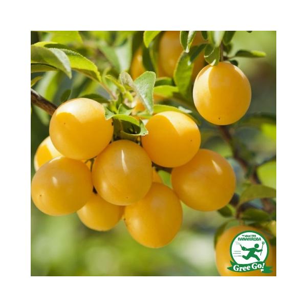 X v c y~xz 1N ڂ |bgc