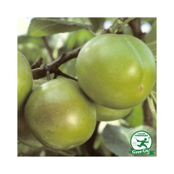  [bpXEv[̒ y[k N[hz 1N ڂ |bgc ij[ܕtj kCE͑KpOłB