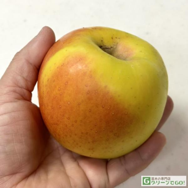 りんご 苗木 【YD（矮性台木） ぐんま名月】 林檎 苗 果樹 果樹苗群馬県の試験場で誕生した「ぐんま名月」、黄色いお肌にちょっとピンク色が掛かって、可愛いりんごです。とってもいい香りで切ると中はすごい量の蜜が入っています。サイズは300〜...