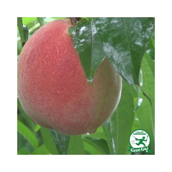  c yЂ mo^inz 1N ڂ |bgc