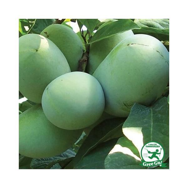 ||[c yyVojAS[fz 4N ڂ c