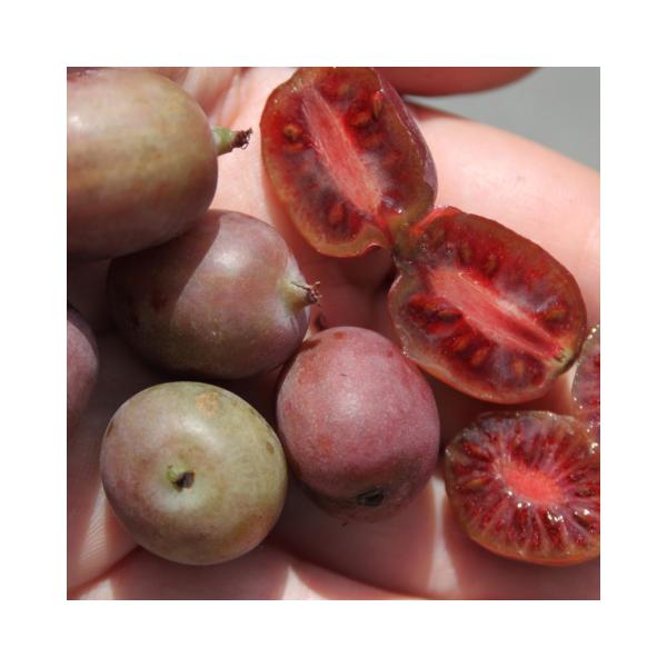 LEC c yxr[LEC PYbh iXjz 1N |bgc