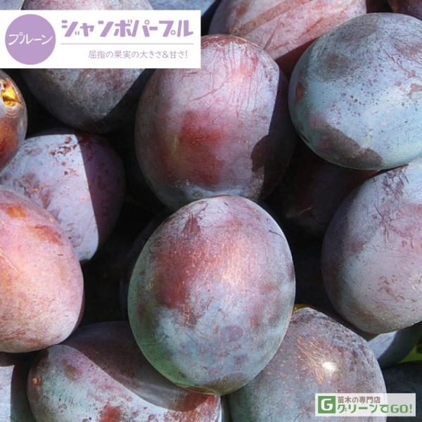 プルーン 苗木 【ジャンボパープル】 2年生 接ぎ木 大苗 西洋スモモ 苗 果樹 果樹苗プルーンでは屈指の果実の大きさ＆甘さ！果実は大きいものでは150g程（タマゴ大サイズ）にもなる、とても甘いプルーンです。 しかも、自家結実性があり1本で...