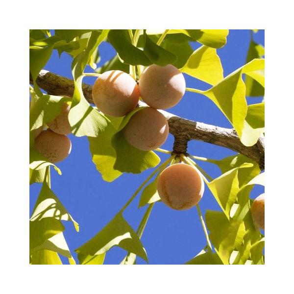 D2Nc Ȃ c y약iւjz 2Nc ڂ