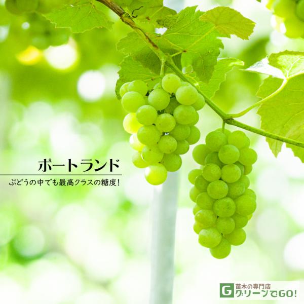 D2Nc Ԃǂ c y|[ghz 2Nc } icj