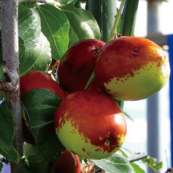 なつめ 苗木 【スーパージャイアント】3年生 約1.3m 大苗 : 苗木の専門