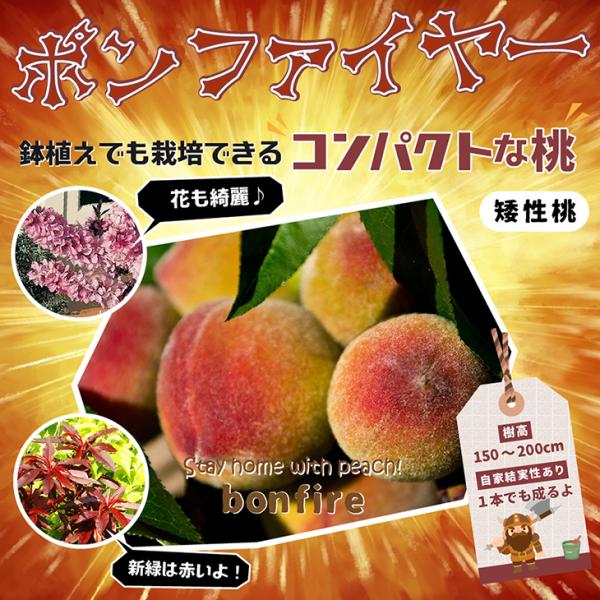 桃苗木」の人気商品一覧・価格比較 - 価格.com