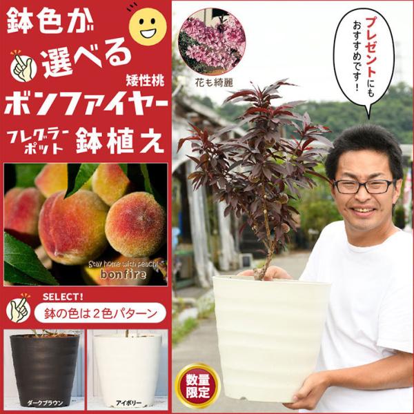 桃 苗木 鉢色が選べる 矮性桃ボンファイヤー鉢植え 接ぎ木 フレグラーポット鉢植え アイボリーorダークブラウン Tn01 394tset 01 苗木の専門店 グリーンでgo 通販 Yahoo ショッピング