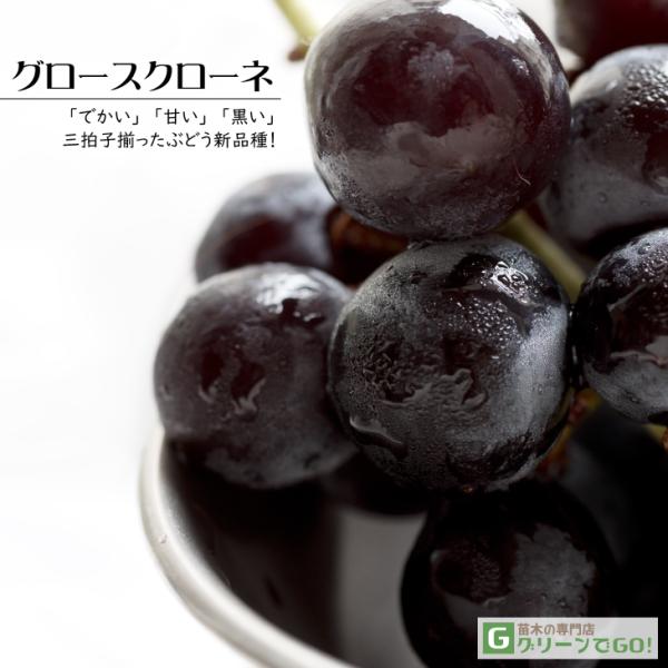 hanahiroba_tn01-406t003-01