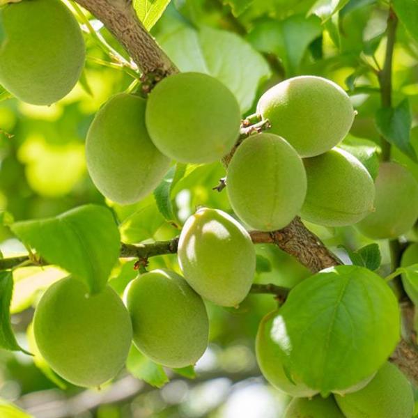 ~ c y iȂÂ݁jz 1N ڂ |bgc