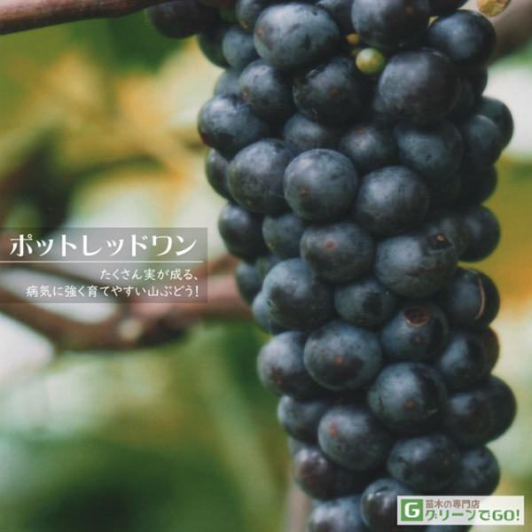 hanahiroba_tn01-461s001-01