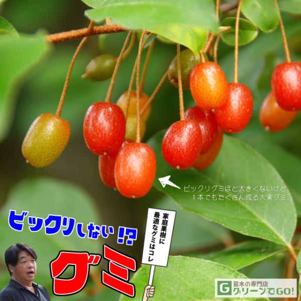 グミ 苗木 【ビックリしないグミ】 1年生 挿し木苗 : 苗木の専門店