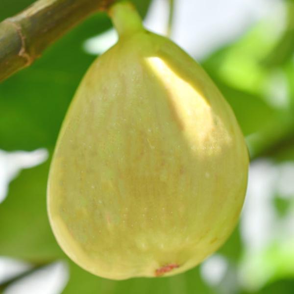 【専用】シナモンフレーバーのイチジク N-06 挿木苗 専用】シナモンフレーバーのイチジク N-06 挿木苗 専用】シナモン