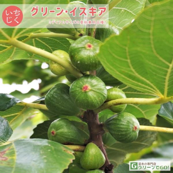 イチジク 苗 【グリーン・イスキア】 1年生 挿し木 ポット苗 : 苗木の