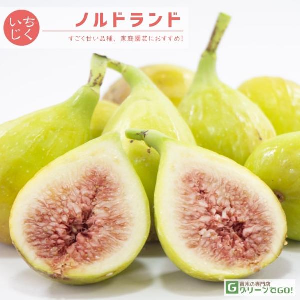 イチジク 苗 【ノルドランド】 1年生 挿し木 ポット苗 無花果 苗 果樹 果樹苗すごく甘い品種、家庭園芸におすすめ！スイスで改良された耐寒性（−15℃まで）のある夏秋兼用種。果皮は黄緑〜黄色、完熟につれ薄い赤色がかかることもあり果肉はピン...