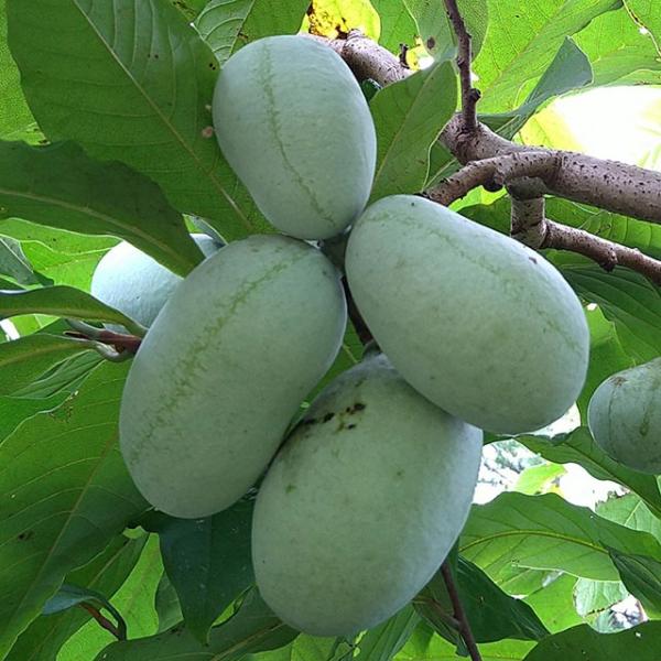 ポポー　苗木　ビッグバナナ ポポー 苗木 【ビックバナナ】 1年生 接ぎ木苗 : 苗木の専門店