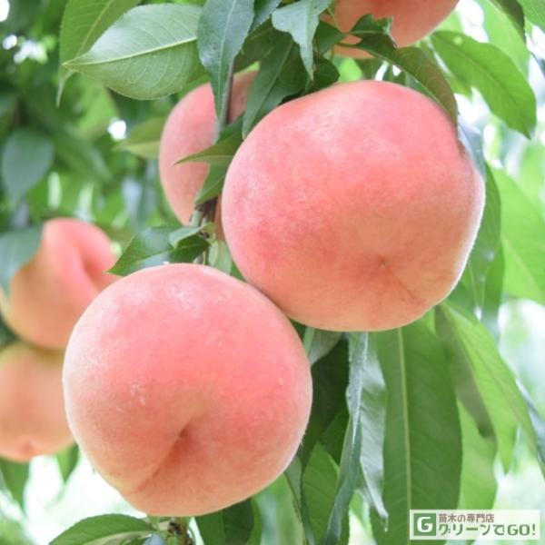 桃 苗木 【ひめまるこ ［登録品種］】 1年生 接ぎ木 ポット苗 もも 苗 果樹 果樹苗甘さ際立つ、白桃の宝石。ひめまるこは、極早生品種の桃に比べ、さらに収穫期が早く、糖度が高く、酸味が少ないため、極早生種としては食味が優れている白肉種です...