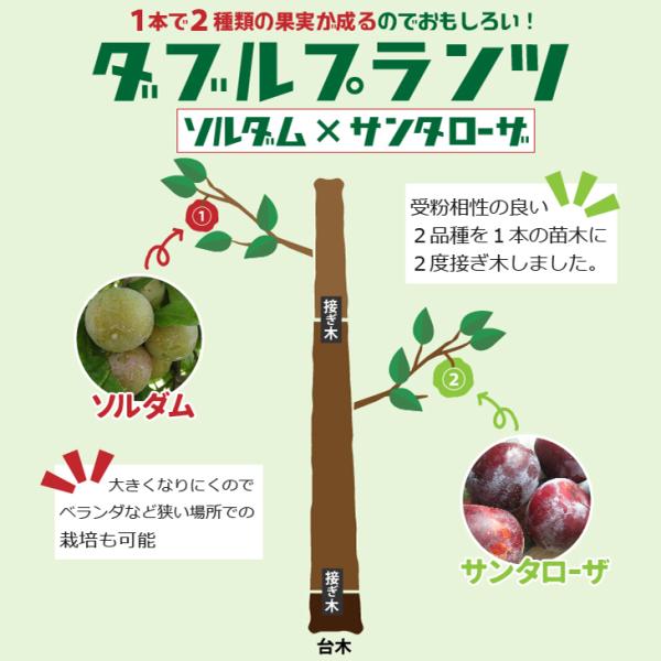 hanahiroba_tn01-dp-plum-04